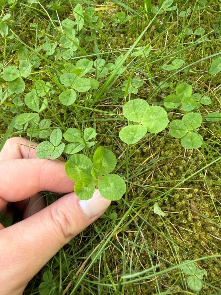 En fem(!)-klöver jag hittade i trädgården i helgen. Finns alltså tydliga fördelar med att ligga lite efter med att klippa gräset. 